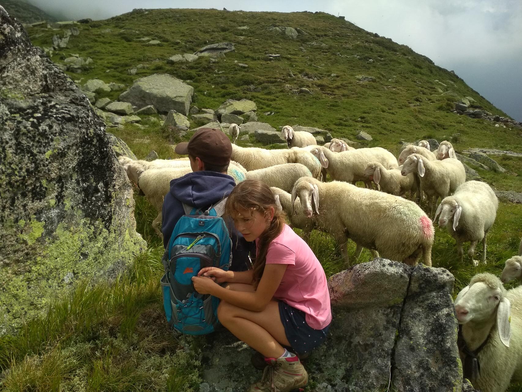 Tiere am Oberkofl Hof im Ahrntal